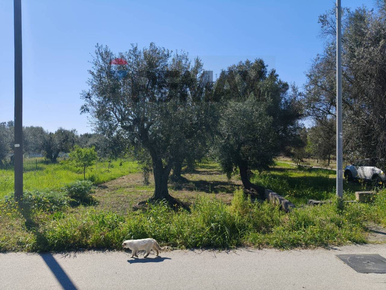 immagine annuncio 3 di 6