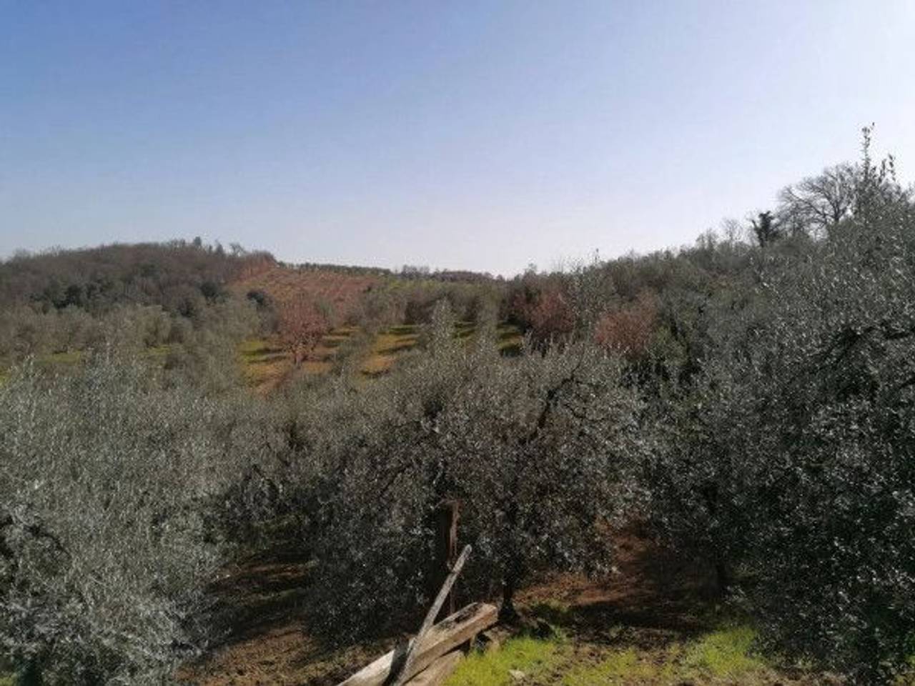 immagine annuncio 3 di 6