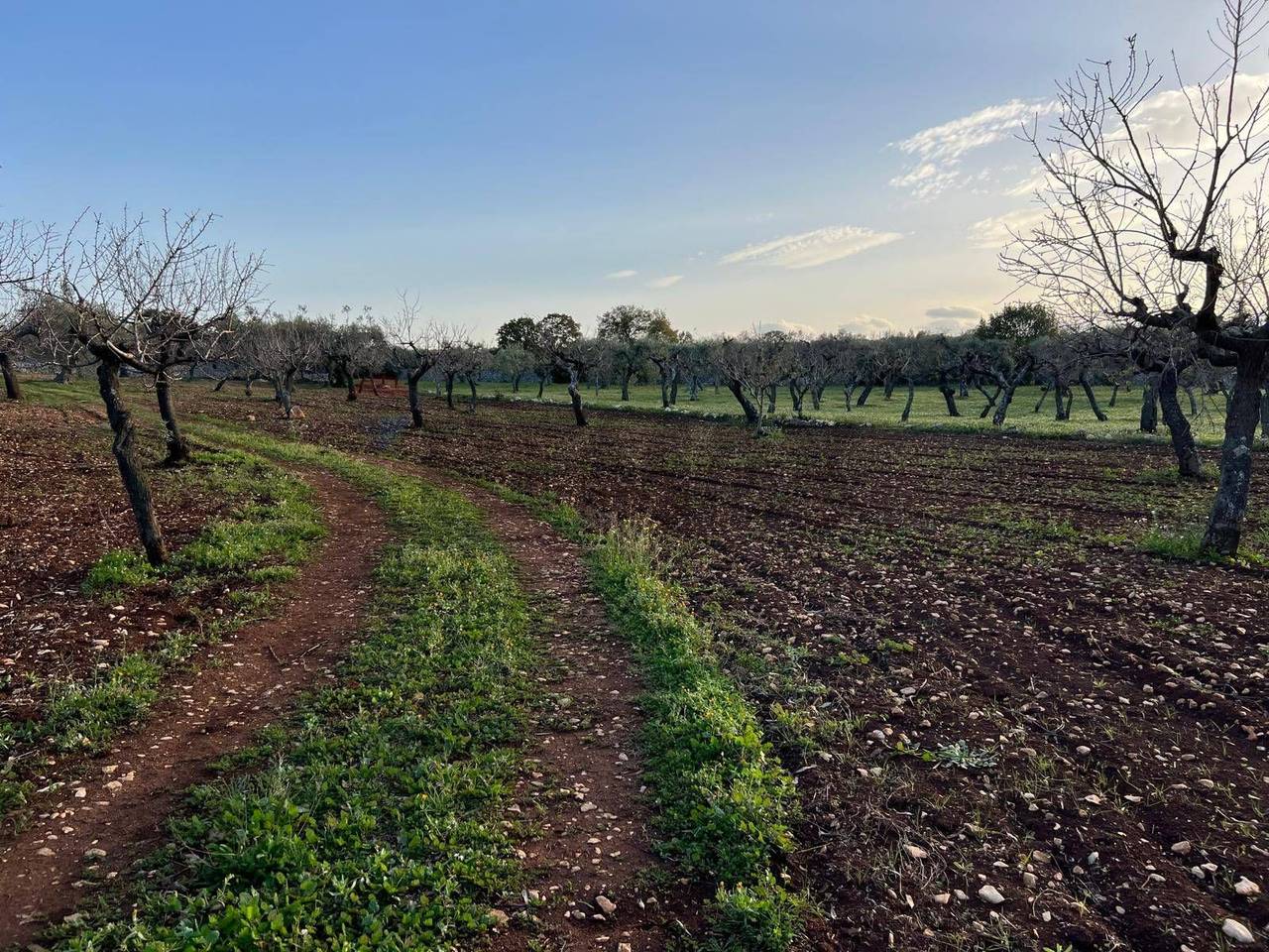 immagine annuncio 11 di 15