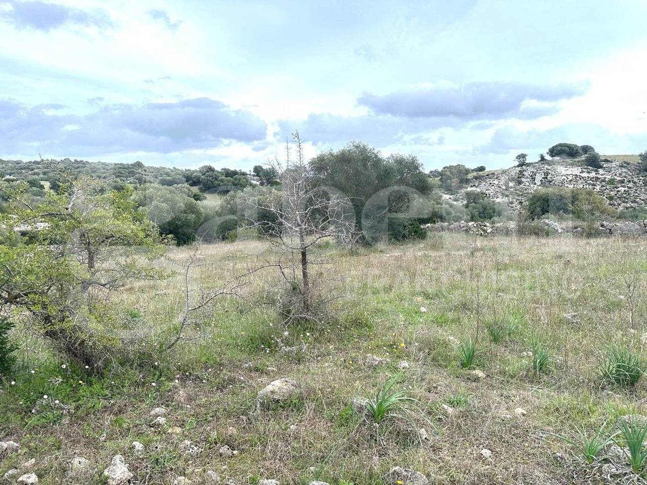 immagine annuncio 5 di 12