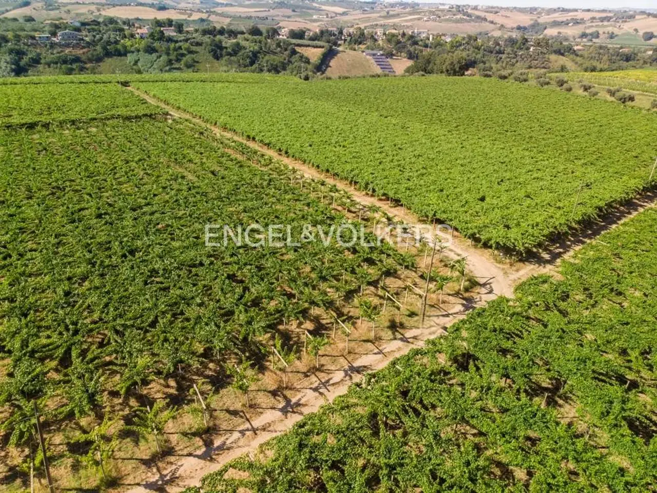 Azienda agricola in Contrada Feudo, Rosciano, {3} - Foto 1