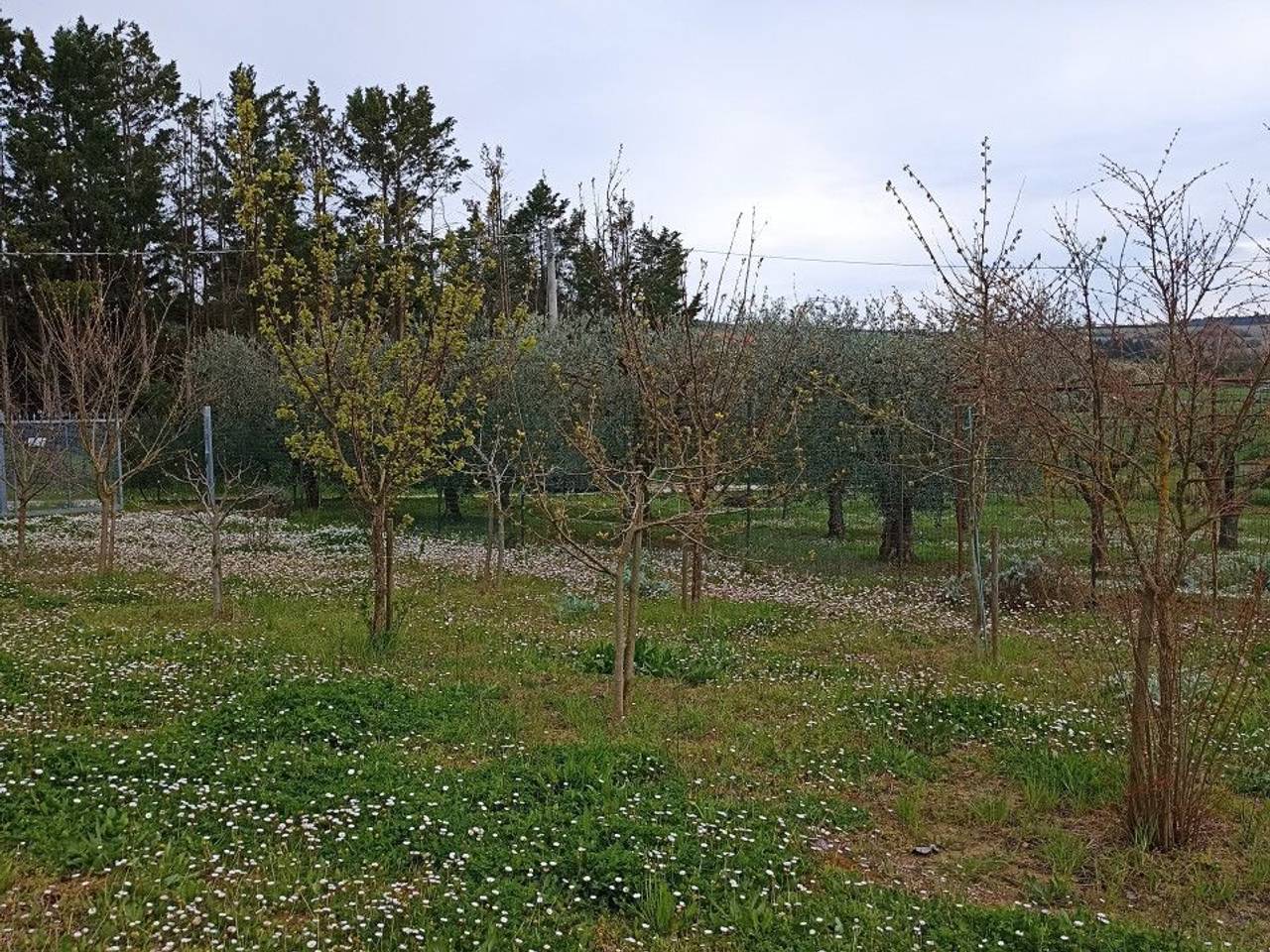 immagine annuncio 5 di 6