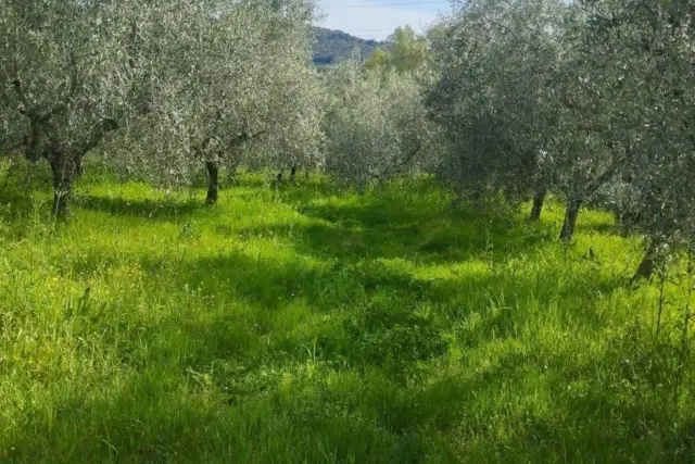 Agricultural land, Livorno - Photo 1