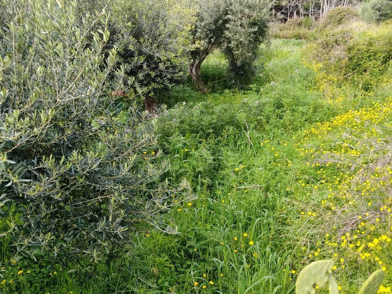 immagine annuncio 4 di 13