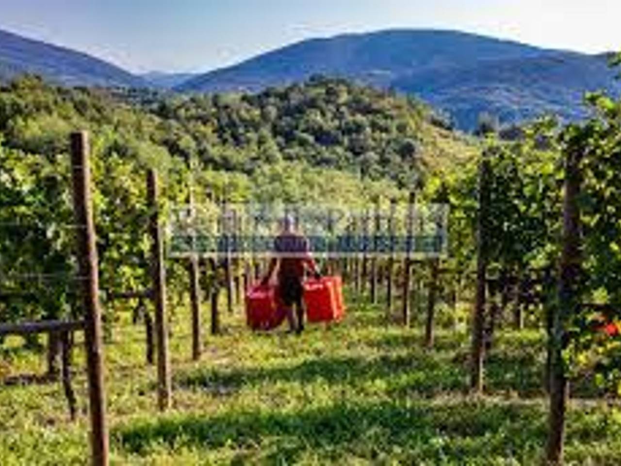 immagine annuncio 10 di 12