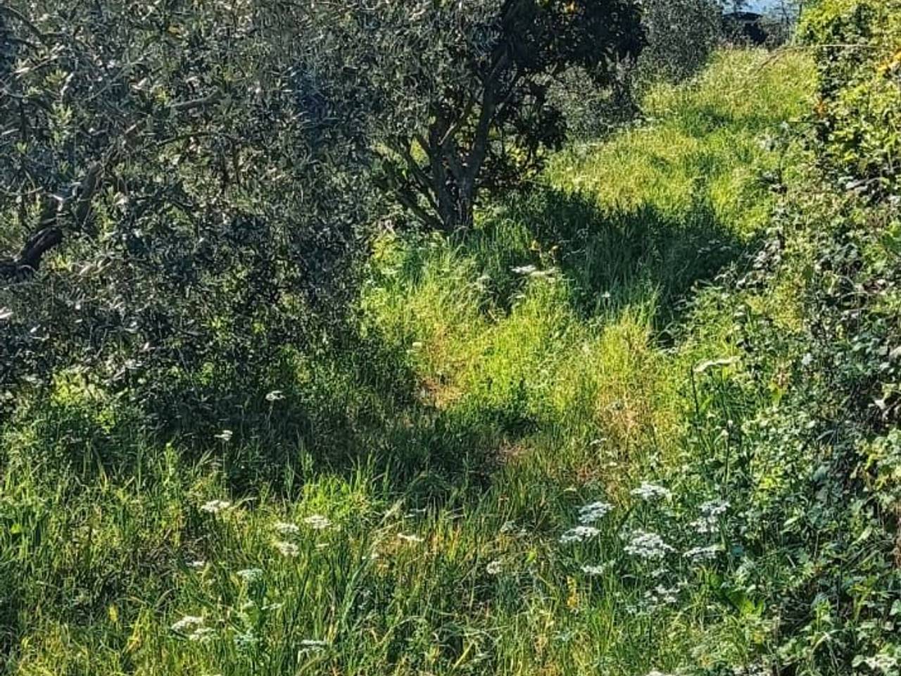 immagine annuncio 3 di 11