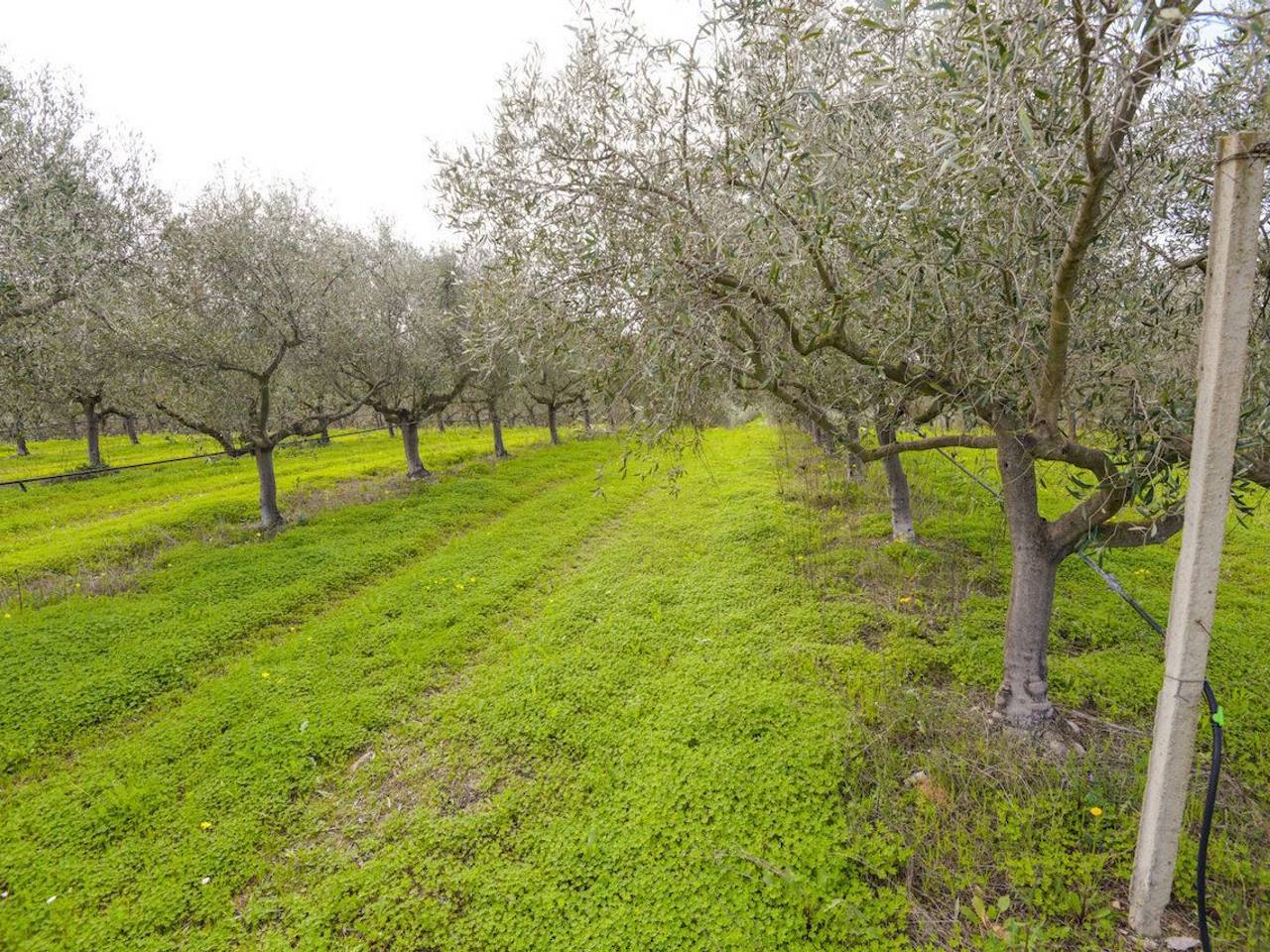 immagine annuncio 3 di 6