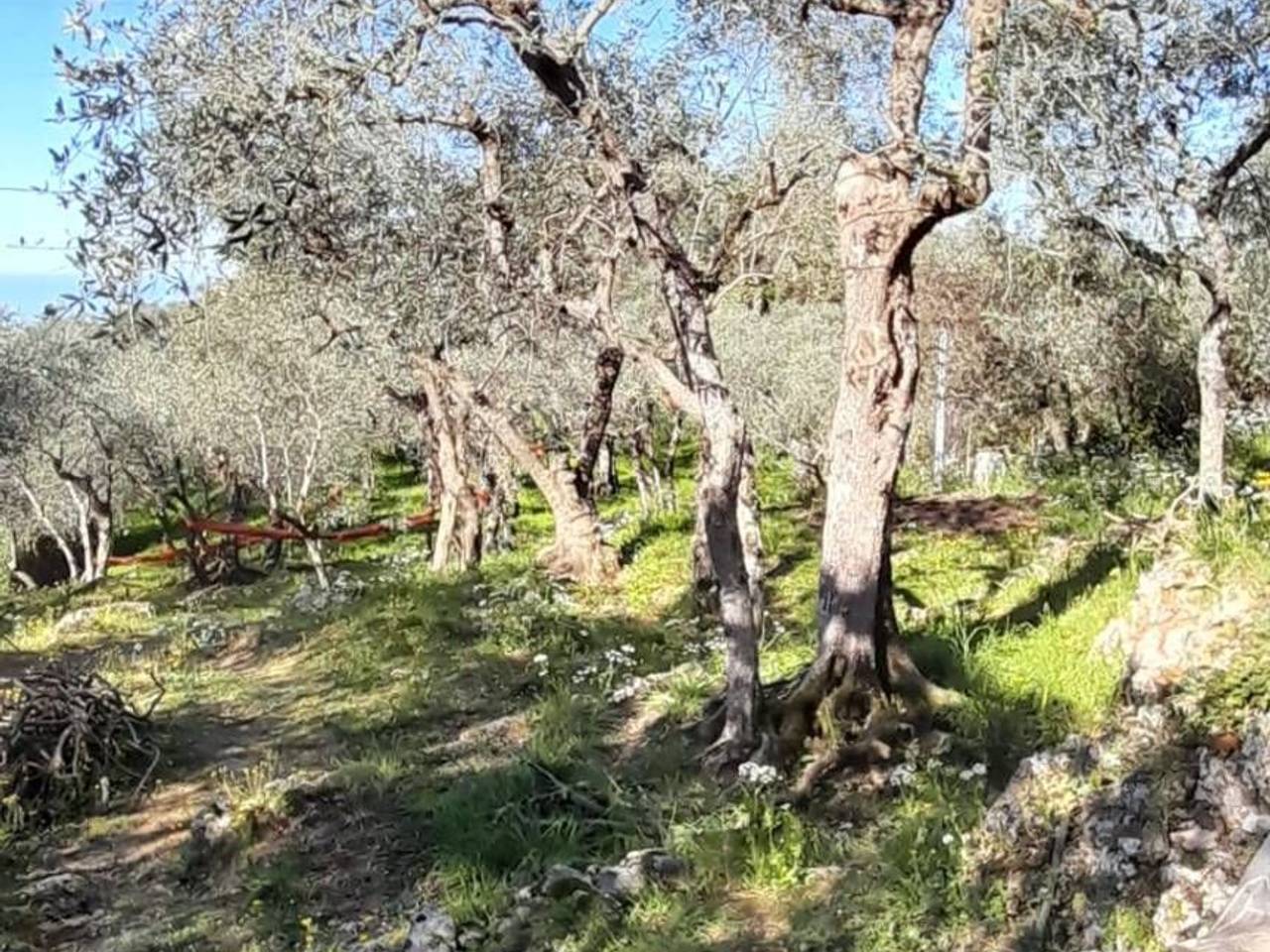 immagine annuncio 1 di 7