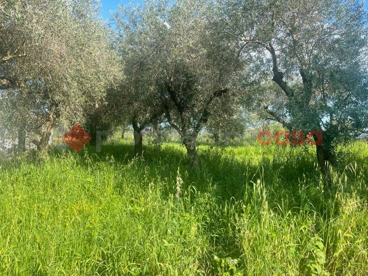 immagine annuncio 7 di 11