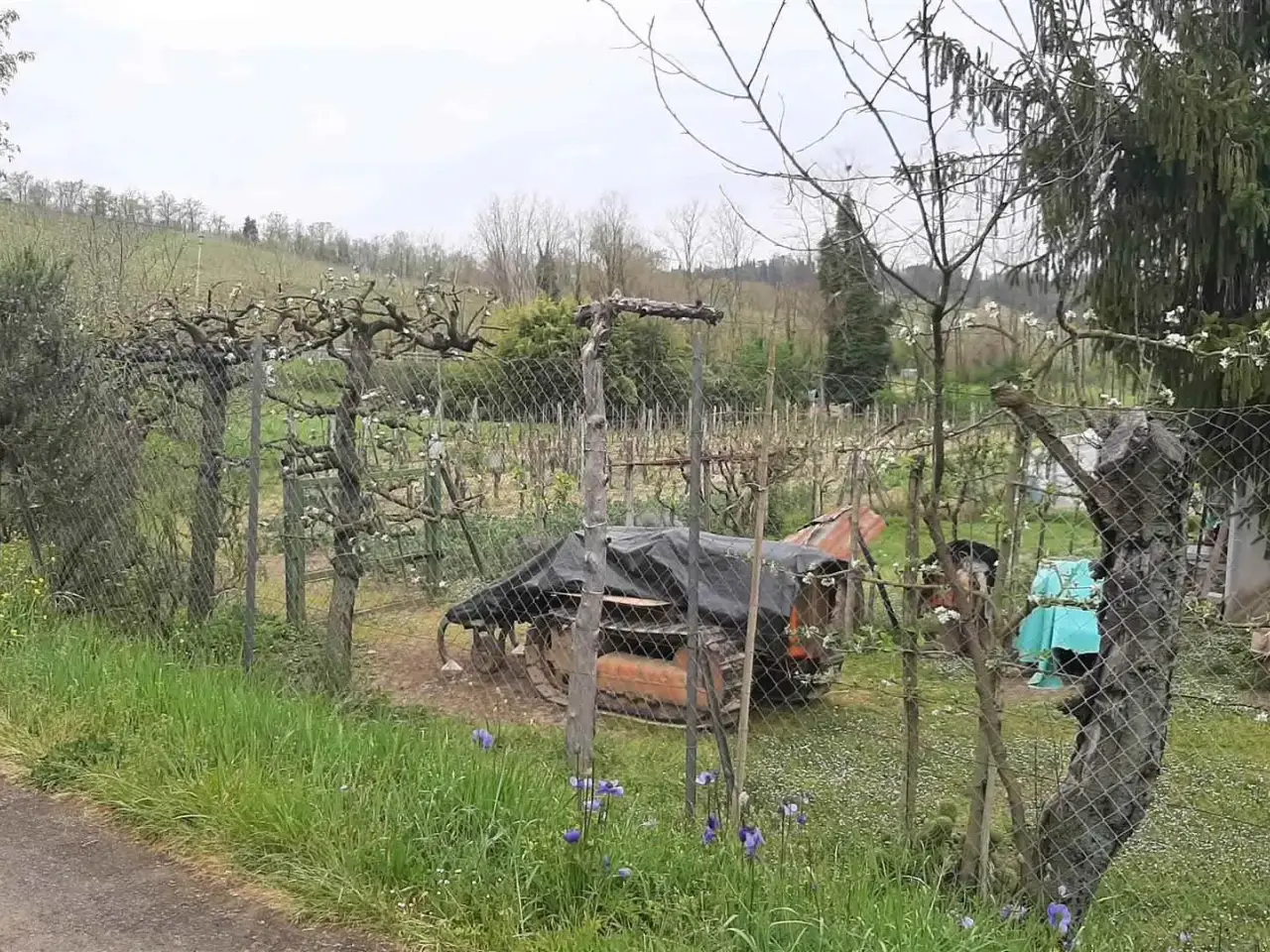 Azienda agricola in , Torrita Di Siena, {3} - Foto 1