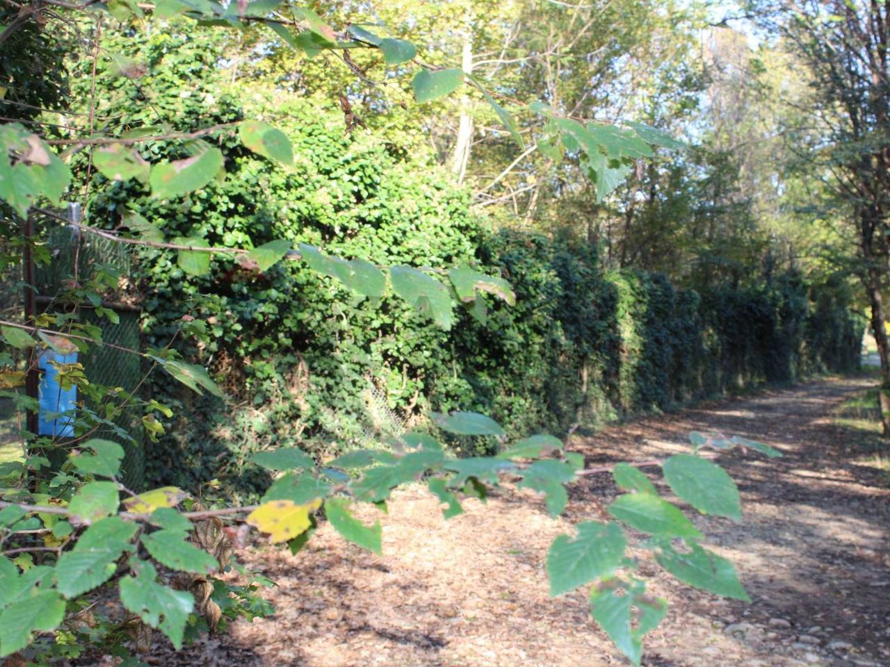 immagine annuncio 2 di 14