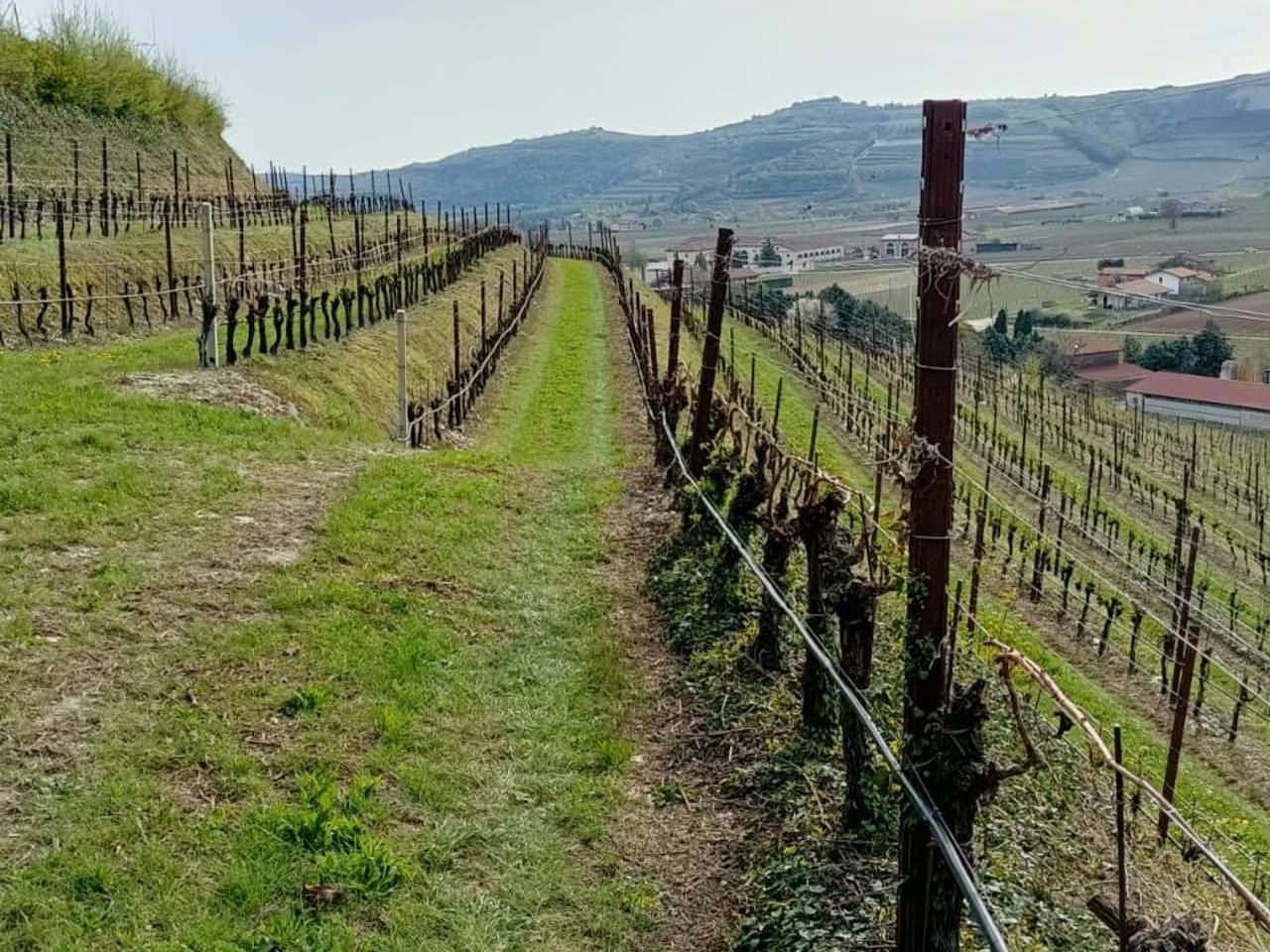 immagine annuncio 1 di 4