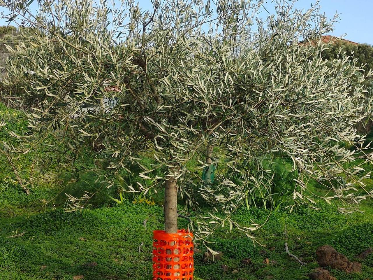 immagine annuncio 14 di 15