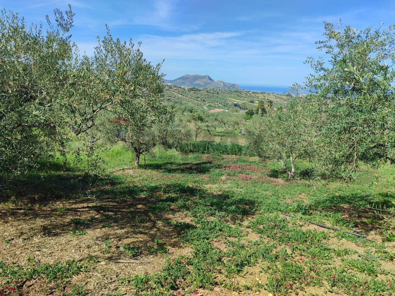 immagine annuncio 5 di 8