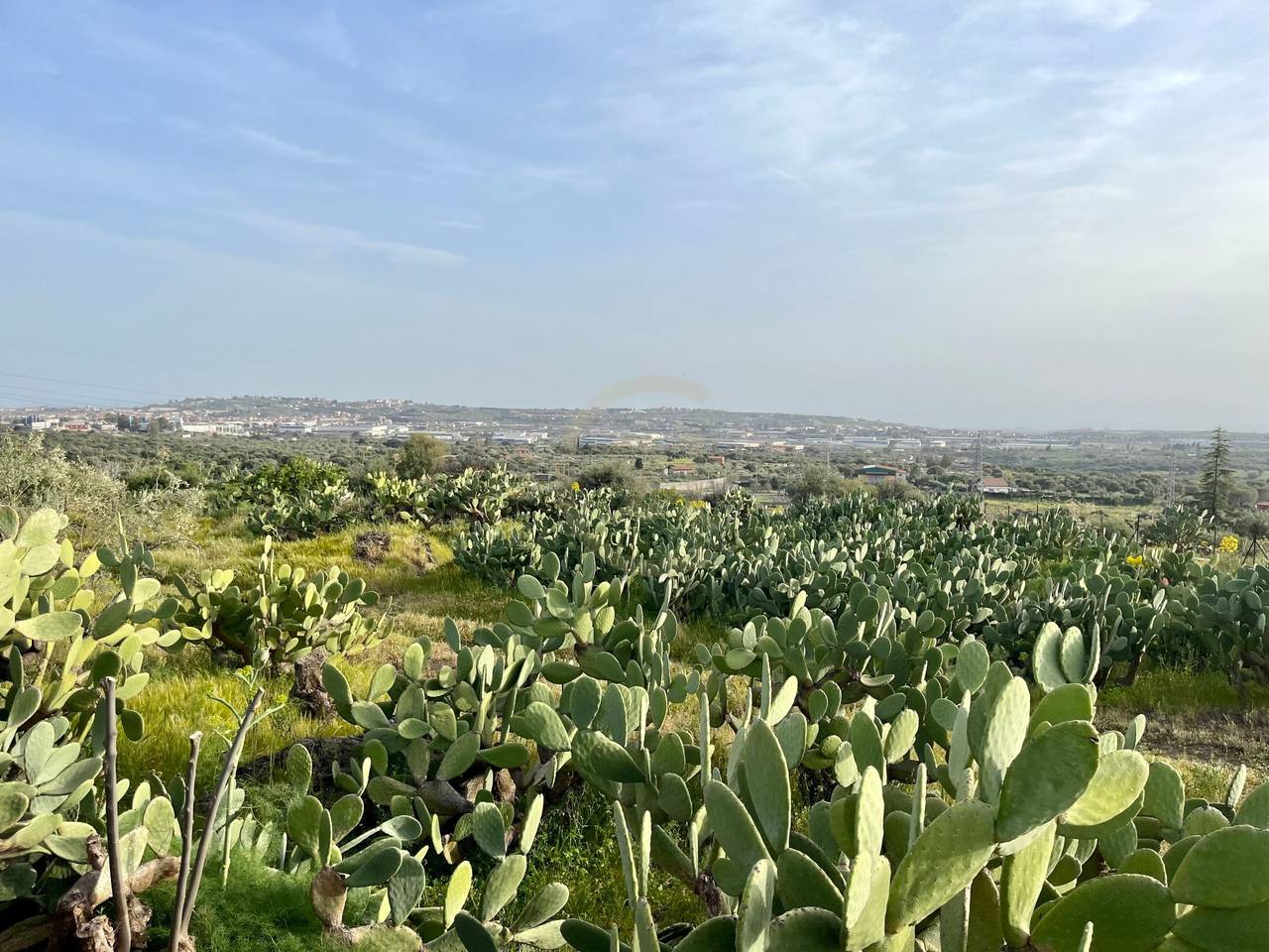 immagine annuncio 5 di 6