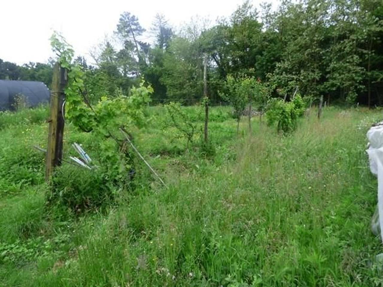 immagine annuncio 6 di 12