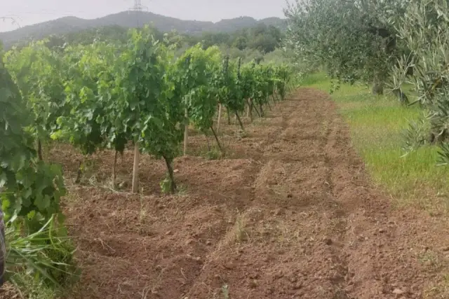 Terreno agricolo in Sp7i, Castiglione di Sicilia - Foto 1