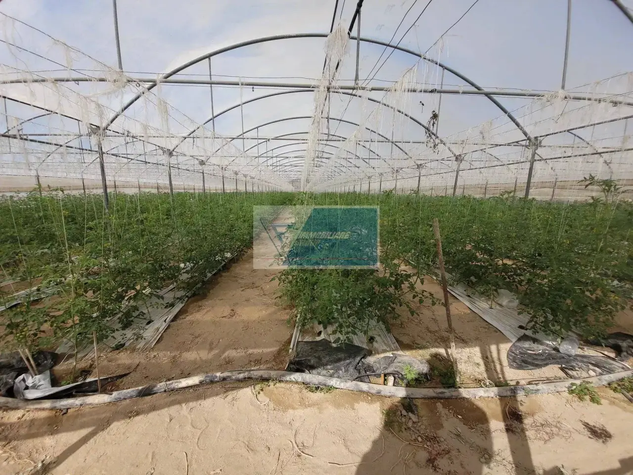 Azienda agricola in , Pachino, {3} - Foto 1