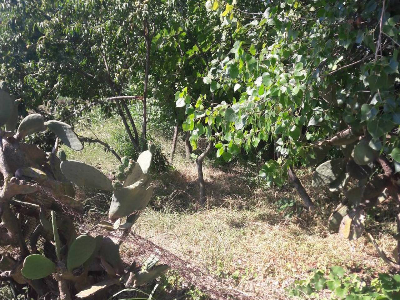 immagine annuncio 3 di 7