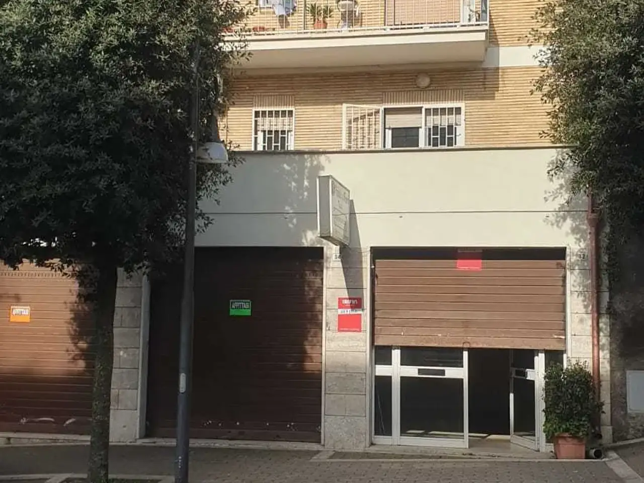 Piante e fiori in Viale Pio XII , Palestrina, {3} - Foto 1