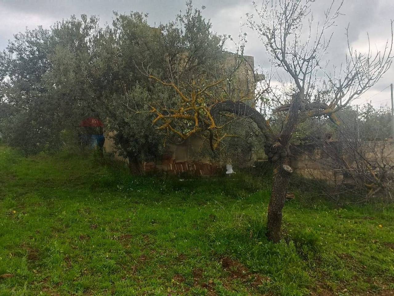 immagine annuncio 2 di 3