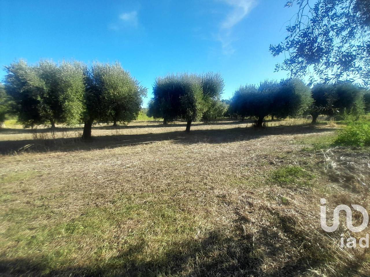 immagine annuncio 7 di 9