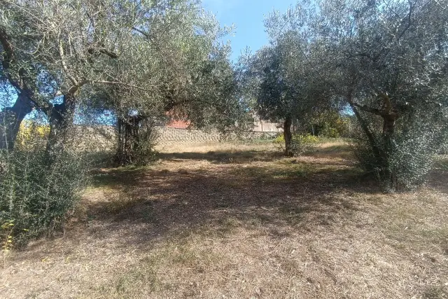 insertion image
