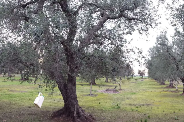 Terreno agricolo, San Donaci - Foto 1