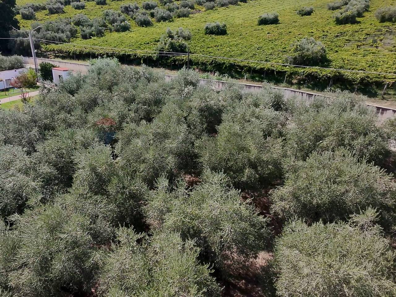 immagine annuncio 1 di 6