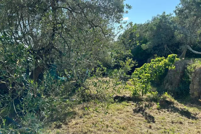 Terreno agricolo in Via Guadalajara, Livorno - Foto 1