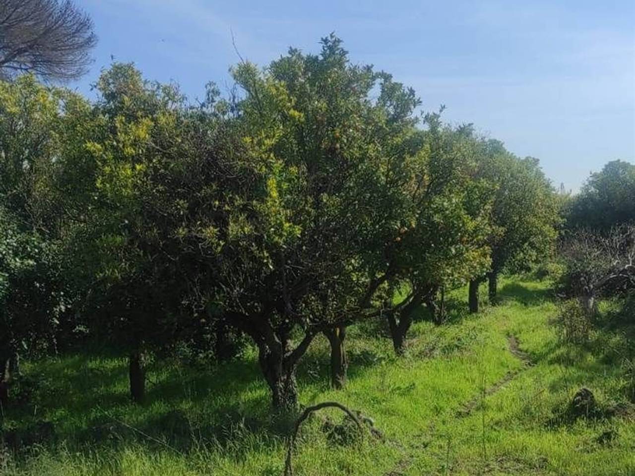 immagine annuncio 6 di 9