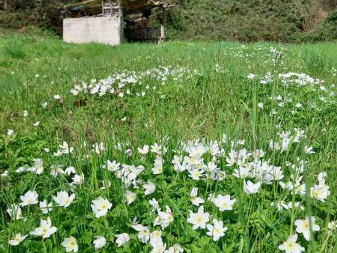 immagine annuncio 2 di 7