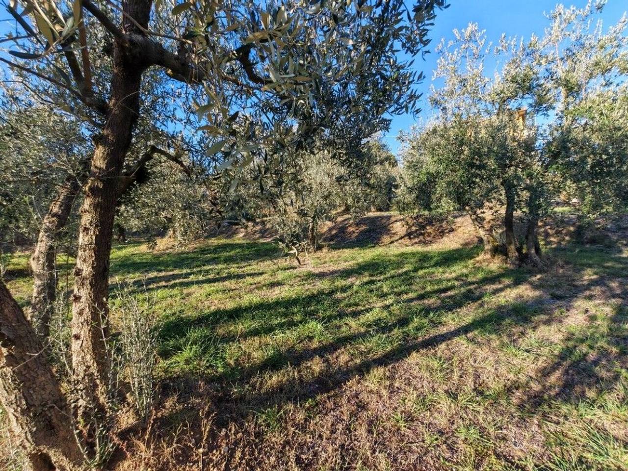 immagine annuncio 7 di 12