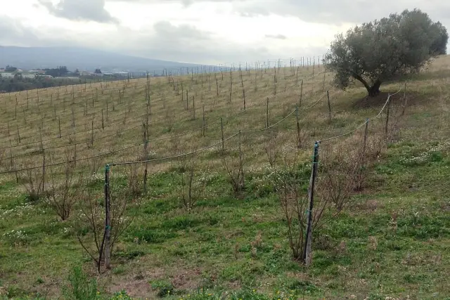 Terreno agricolo in Strada Tuscanese, Viterbo - Foto 1