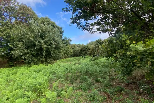 Terreno agricolo in Via Maschio delle Faete, Rocca di Papa - Foto 1