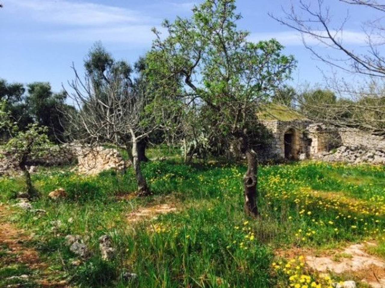 immagine annuncio 10 di 15