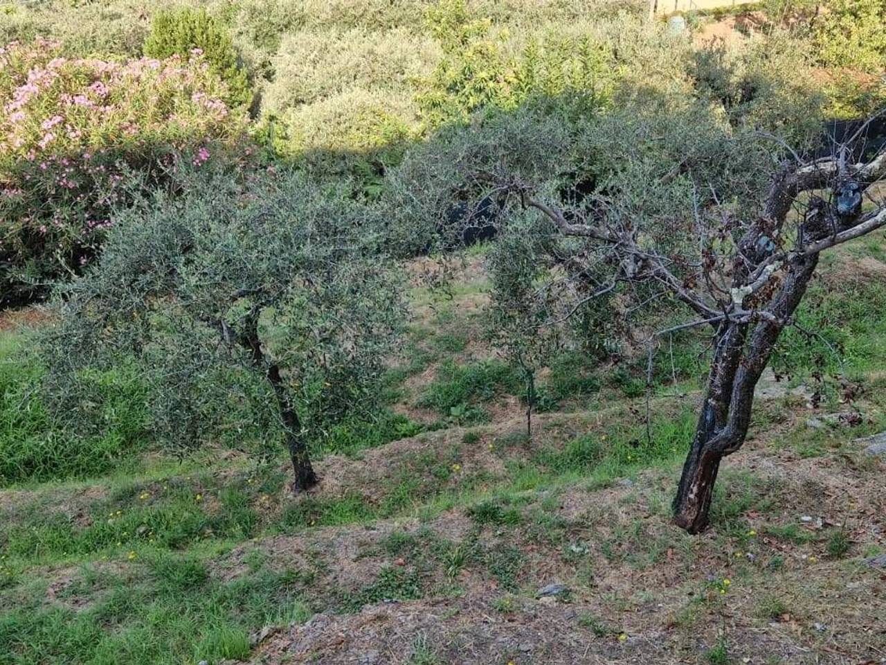 immagine annuncio 12 di 14