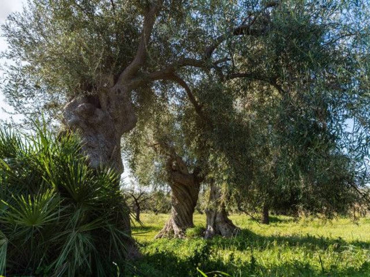 immagine annuncio 2 di 10