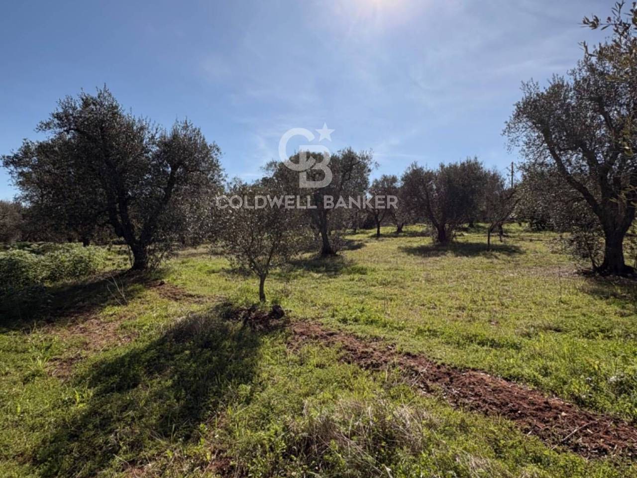 immagine annuncio 8 di 14