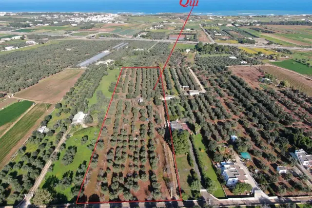 Terreno agricolo in Strada Statale di Egnazia, Carovigno - Foto 1