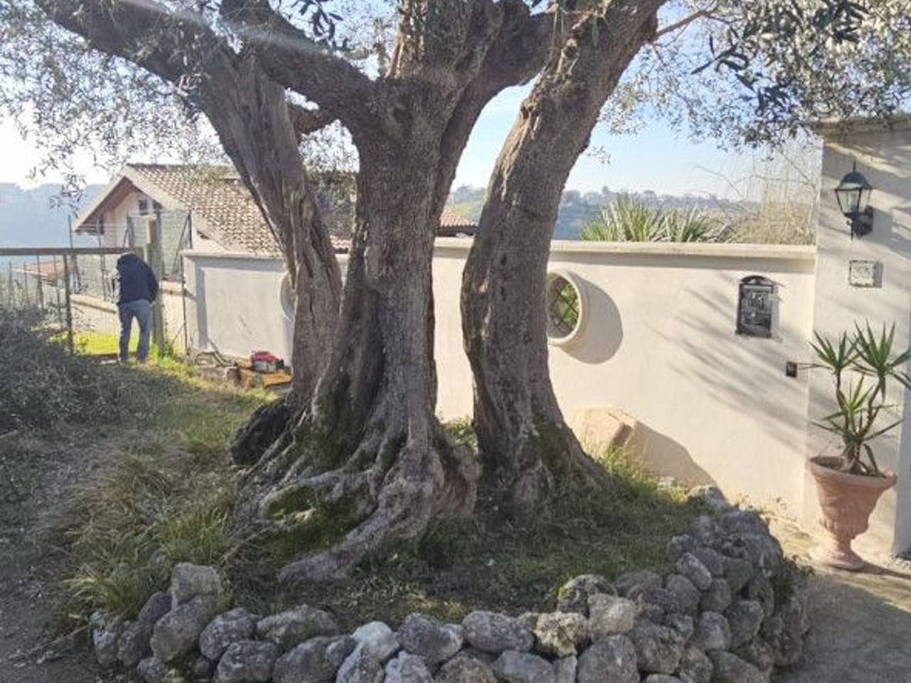 immagine annuncio 3 di 8