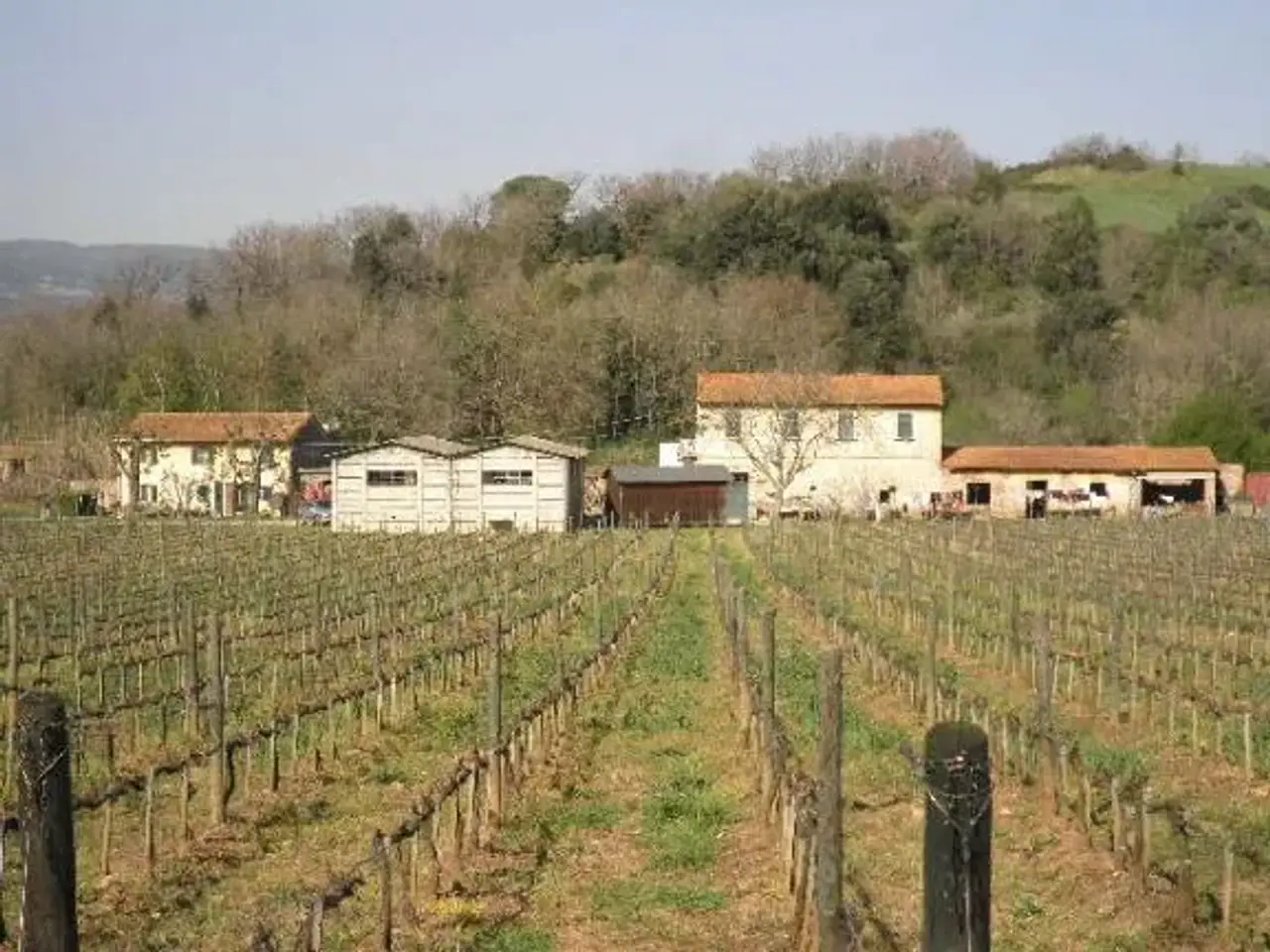 Azienda agricola in Strada Provinciale dei Tre Comuni, Montescudaio, {3} - Foto 2