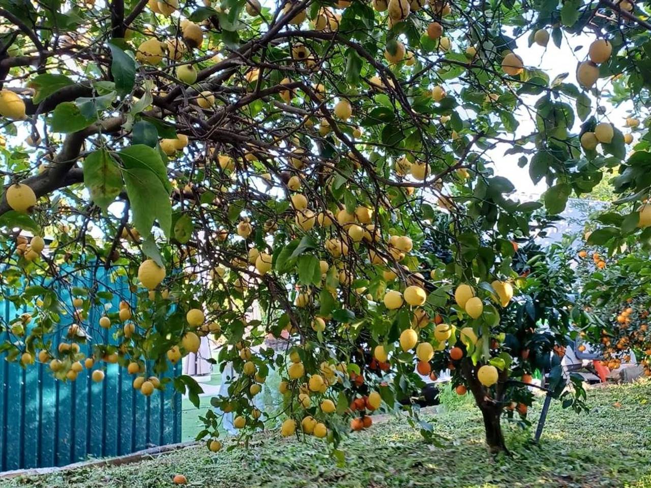 immagine annuncio 5 di 9