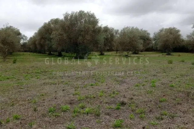 Terreno agricolo in Ungias, Alghero - Foto 1