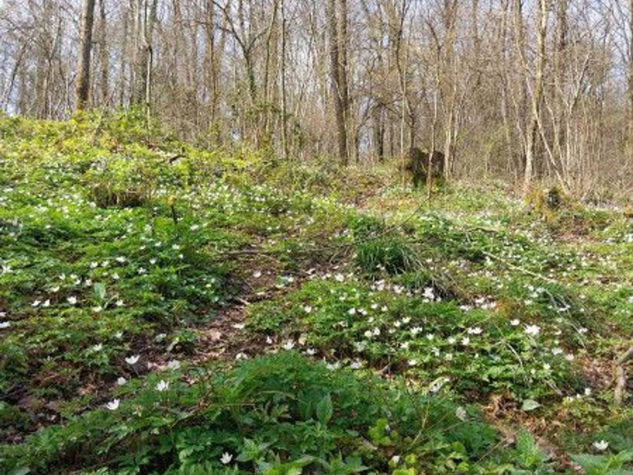 immagine annuncio 6 di 7