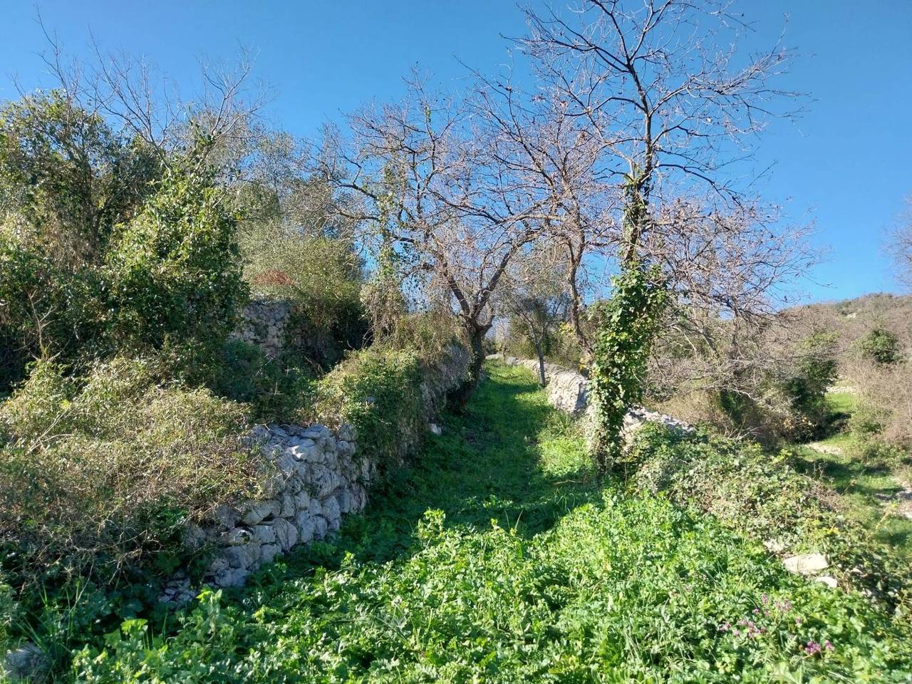 immagine annuncio 3 di 14