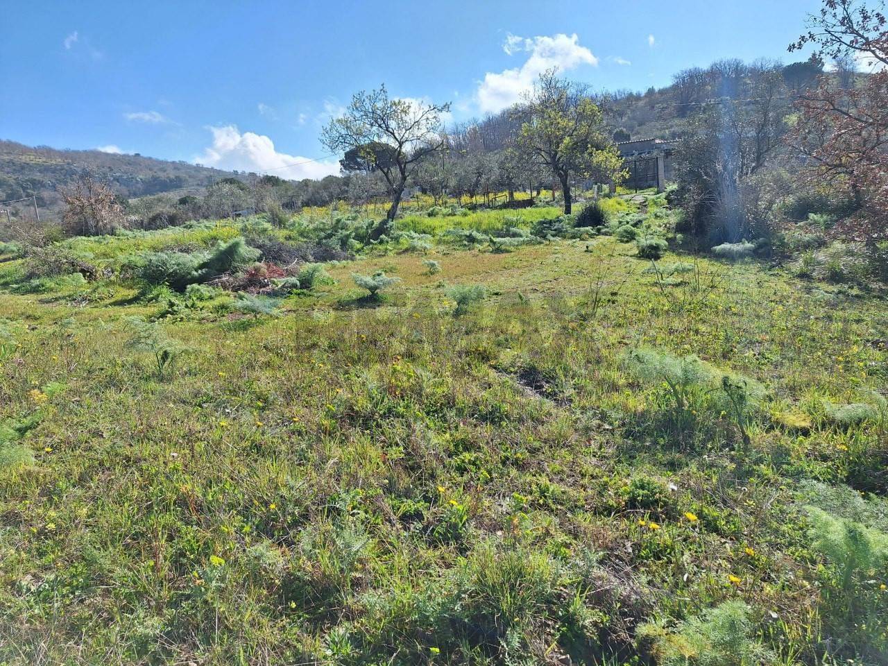 immagine annuncio 2 di 6