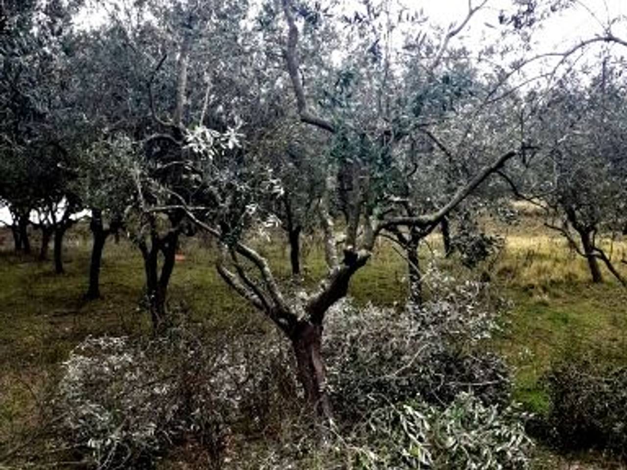 immagine annuncio 4 di 7