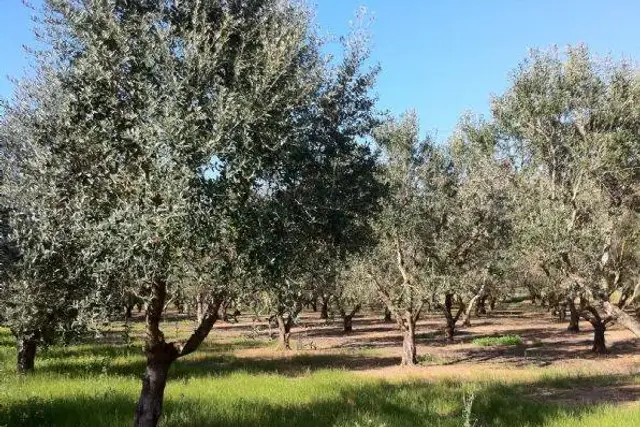 Terreno agricolo, Nardò - Foto 1