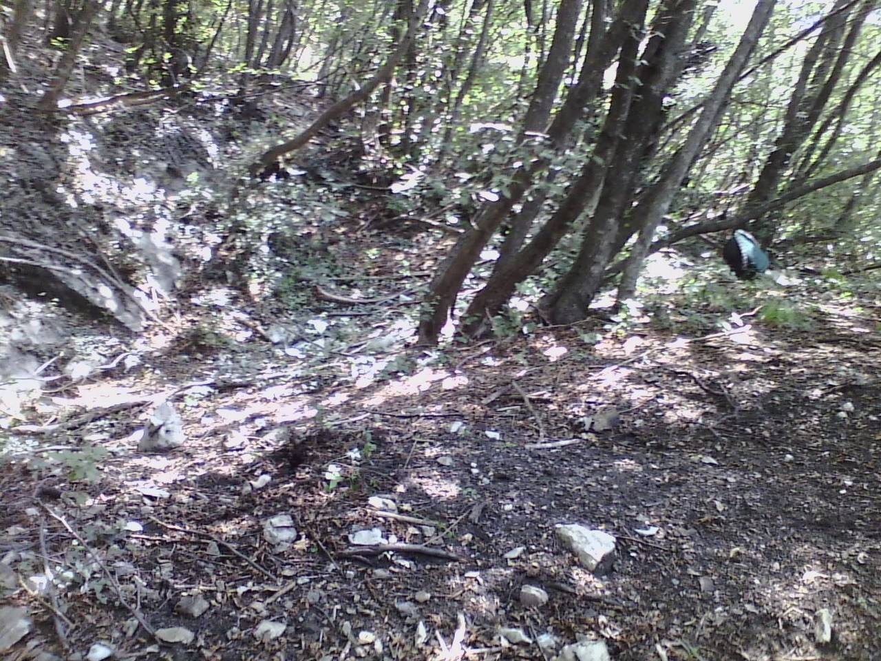 immagine annuncio 4 di 6